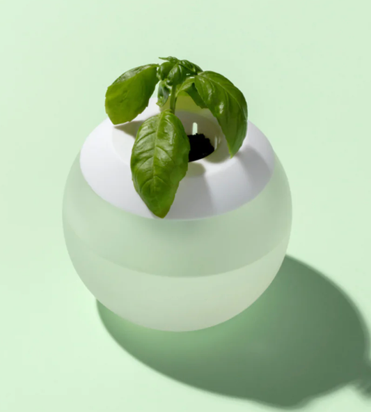 Me To You Box: Customize with Basil Hydropod Kit by W&P.