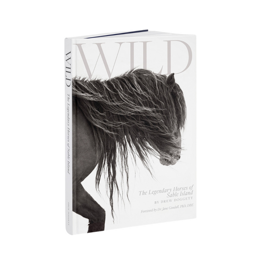 Wild the legendary horses of Sable Island