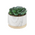 Close-up of a faux succulent marble planter with a wood base, perfect for home or office decor.