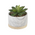 Elegant ceramic marble planter with realistic faux succulents, adding a modern touch to any space.